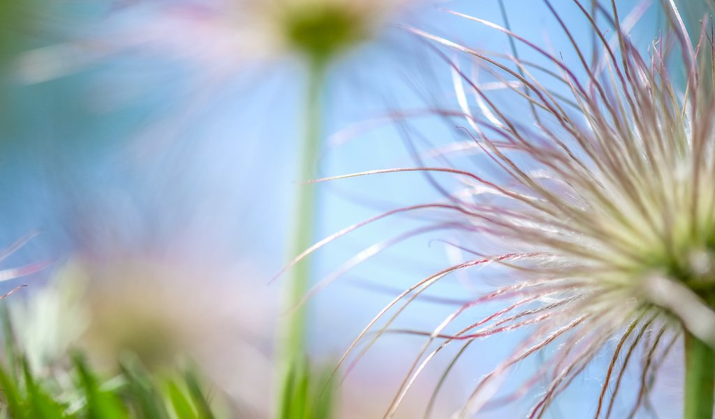 Обои природа, макро, цветок, боке, nature, macro, flower, bokeh разрешение 4896x2760 Загрузить