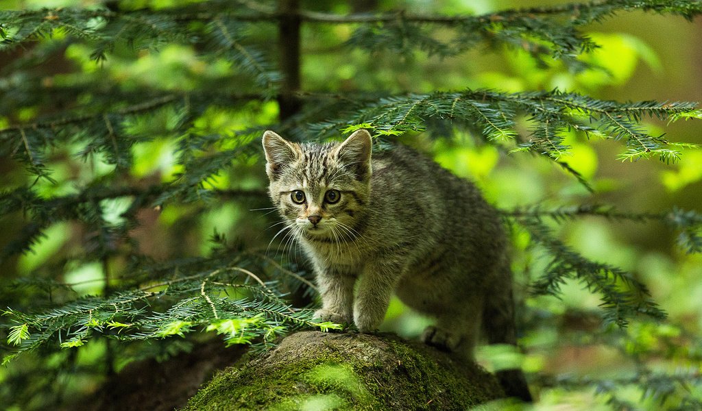 Обои лес, охотник, мордочка, усы, кошка, взгляд, котенок, камень, ель, forest, hunter, muzzle, mustache, cat, look, kitty, stone, spruce разрешение 2048x1336 Загрузить