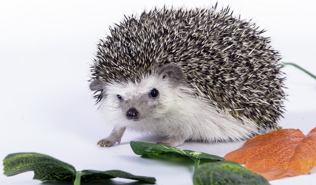 Обои листья, колючки, белый фон, ежик, еж, leaves, barb, white background, hedgehog разрешение 2560x1600 Загрузить