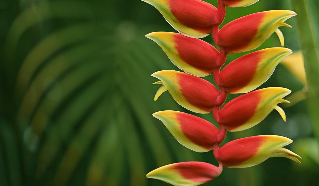 Обои цветы, природа, макро, соцветие, геликония, flowers, nature, macro, inflorescence, heliconia разрешение 2048x1365 Загрузить