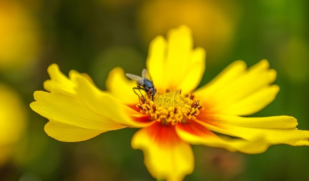 Обои насекомое, цветок, лепестки, муха, insect, flower, petals, fly разрешение 2496x1664 Загрузить