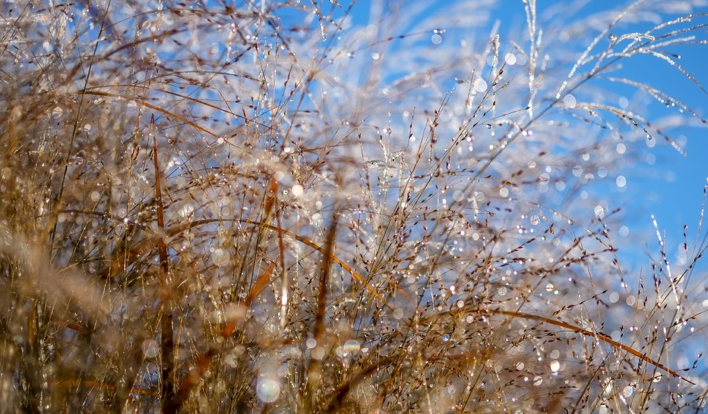 Обои небо, макро, роса, колоски, растение, боке, капли воды, the sky, macro, rosa, spikelets, plant, bokeh, water drops разрешение 4896x3264 Загрузить