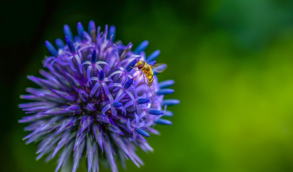 Обои насекомое, цветок, муха, декоративный лук, insect, flower, fly, decorative bow разрешение 3639x2526 Загрузить