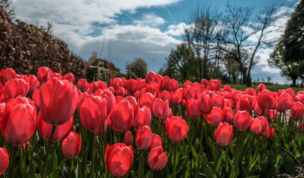 Обои небо, цветы, облака, деревья, весна, тюльпаны, тюльпаныl, the sky, flowers, clouds, trees, spring, tulips разрешение 6000x3376 Загрузить