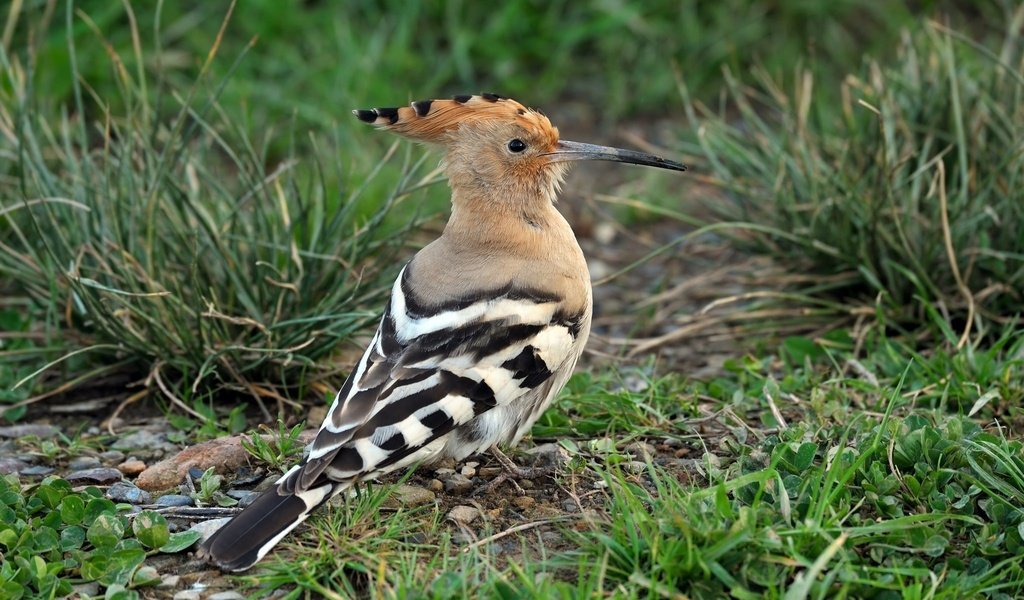 Обои трава, животные, птицы, клюв, перья, удод, grass, animals, birds, beak, feathers, hoopoe разрешение 2048x1363 Загрузить