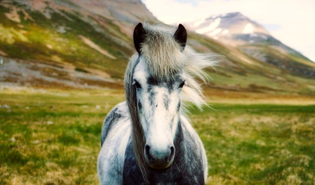 Обои лошадь, горы, пейзаж, долина, исландия, боке, horse, mountains, landscape, valley, iceland, bokeh разрешение 2000x1333 Загрузить