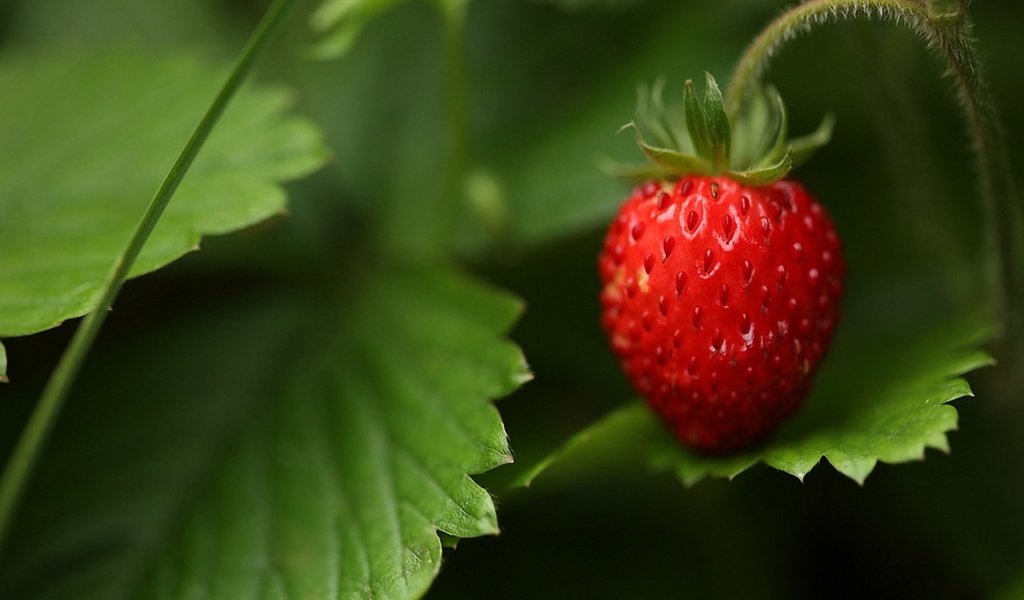 Обои трава, природа, лес, листья, макро, лето, ягода, земляника, grass, nature, forest, leaves, macro, summer, berry, strawberries разрешение 1920x1200 Загрузить