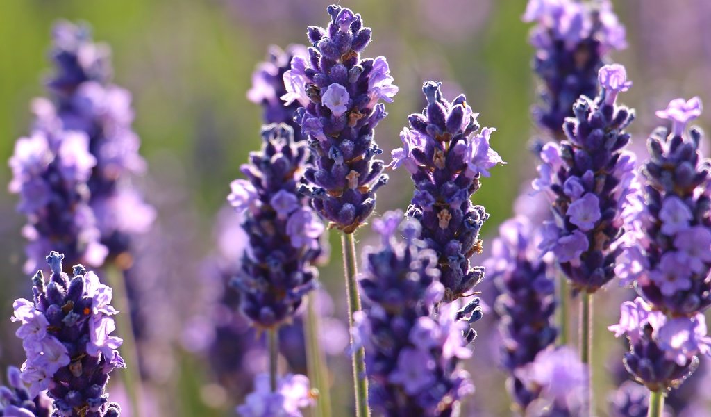 Обои цветы, макро, лаванда, flowers, macro, lavender разрешение 5184x3182 Загрузить