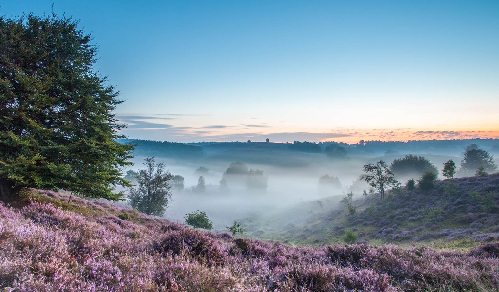 Обои деревья, холмы, природа, утро, поля, туман, вереск, trees, hills, nature, morning, field, fog, heather разрешение 2160x1080 Загрузить