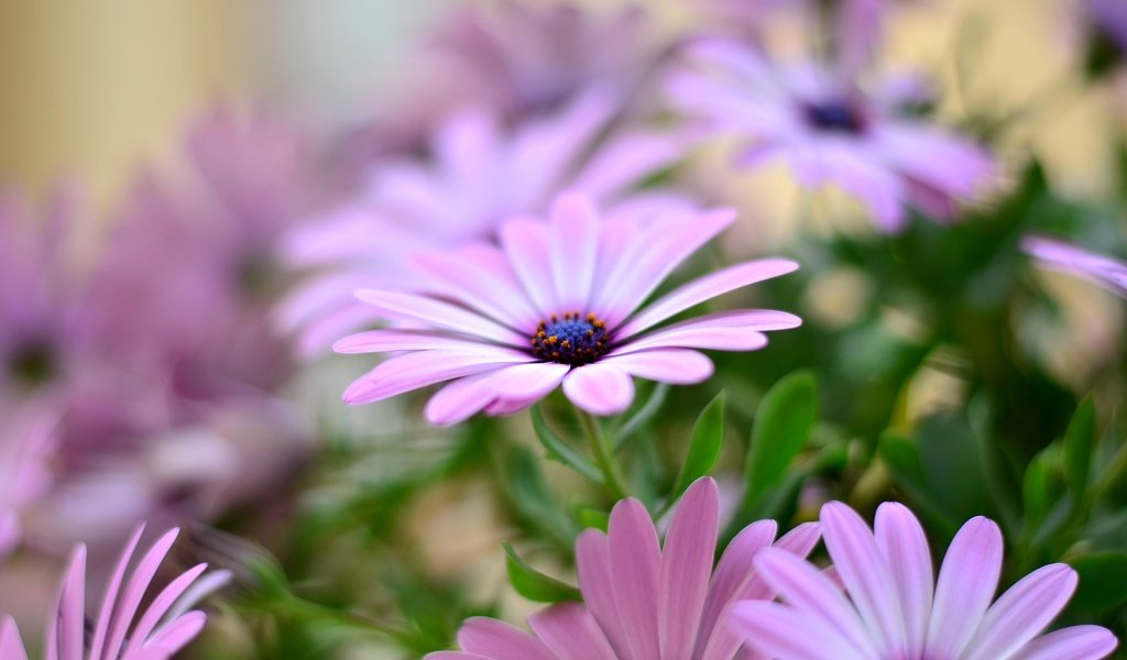 Обои цветы, лепестки, остеоспермум, flowers, petals, osteospermum разрешение 3696x2448 Загрузить