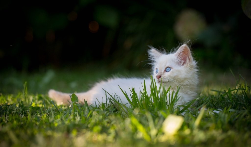 Обои трава, природа, кот, мордочка, усы, кошка, взгляд, котенок, рэгдолл, ragdoll, grass, nature, cat, muzzle, mustache, look, kitty разрешение 2048x1365 Загрузить