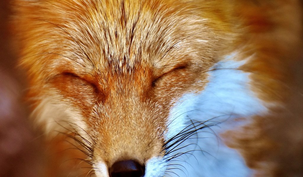 Обои мордочка, сон, лиса, лисица, закрытые глаза, muzzle, sleep, fox, closed eyes разрешение 1920x1280 Загрузить