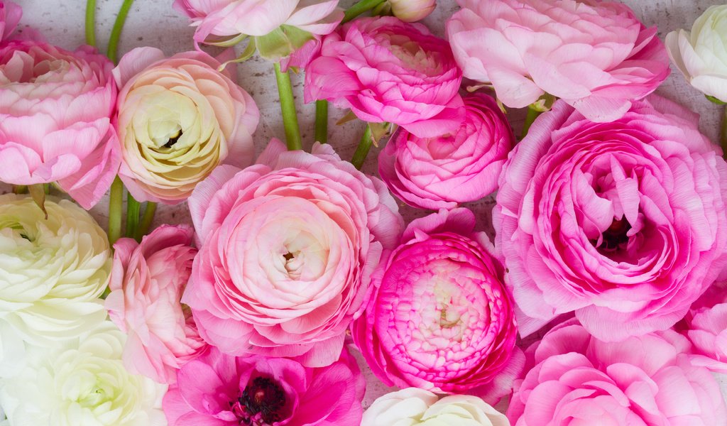 Обои розовые цветы, белая, красива,  цветы, ранункулюс, лютики, пинк, pink flowers, white, beautiful, flowers, ranunculus, buttercups, pink разрешение 5184x3456 Загрузить