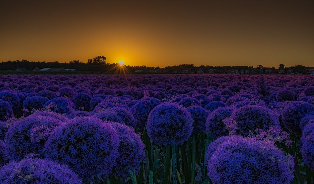 Обои цветы, закат, поле, лук, декоративный лук, аллиум, flowers, sunset, field, bow, decorative bow, allium разрешение 2048x1355 Загрузить