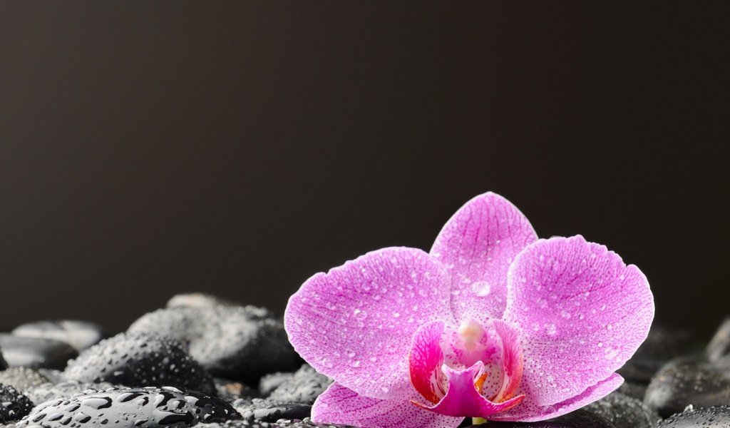 Обои камни, цветок, капли, лепестки, черный фон, орхидея, stones, flower, drops, petals, black background, orchid разрешение 3630x2722 Загрузить