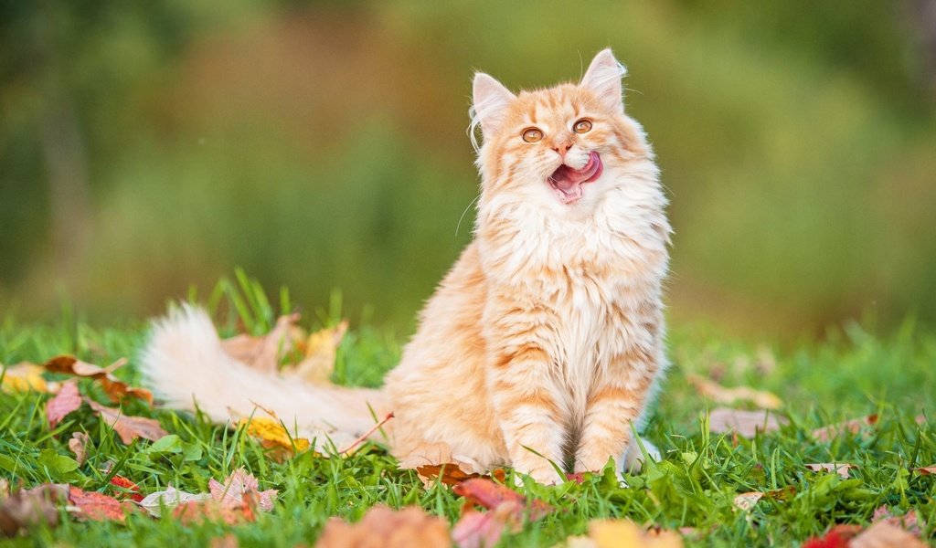 Обои трава, листья, кот, мордочка, кошка, взгляд, котенок, grass, leaves, cat, muzzle, look, kitty разрешение 1920x1200 Загрузить