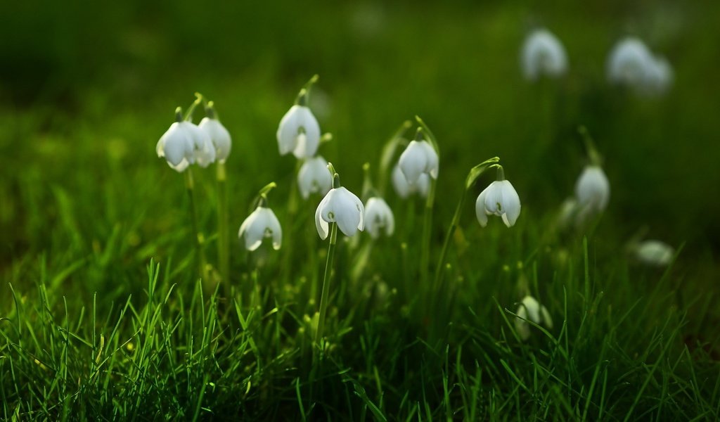 Обои цветы, трава, природа, фон, весна, подснежники, flowers, grass, nature, background, spring, snowdrops разрешение 1920x1200 Загрузить