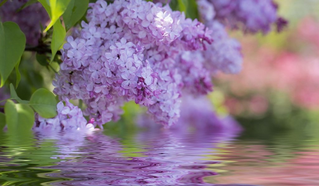 Обои цветы, цветение, весна, сирень, flowers, flowering, spring, lilac разрешение 1920x1200 Загрузить