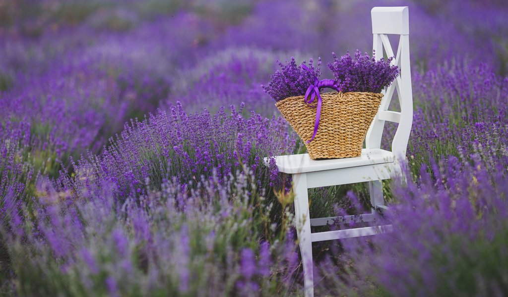 Обои цветы, поле, лаванда, стул, букет, корзина, flowers, field, lavender, chair, bouquet, basket разрешение 3840x2400 Загрузить