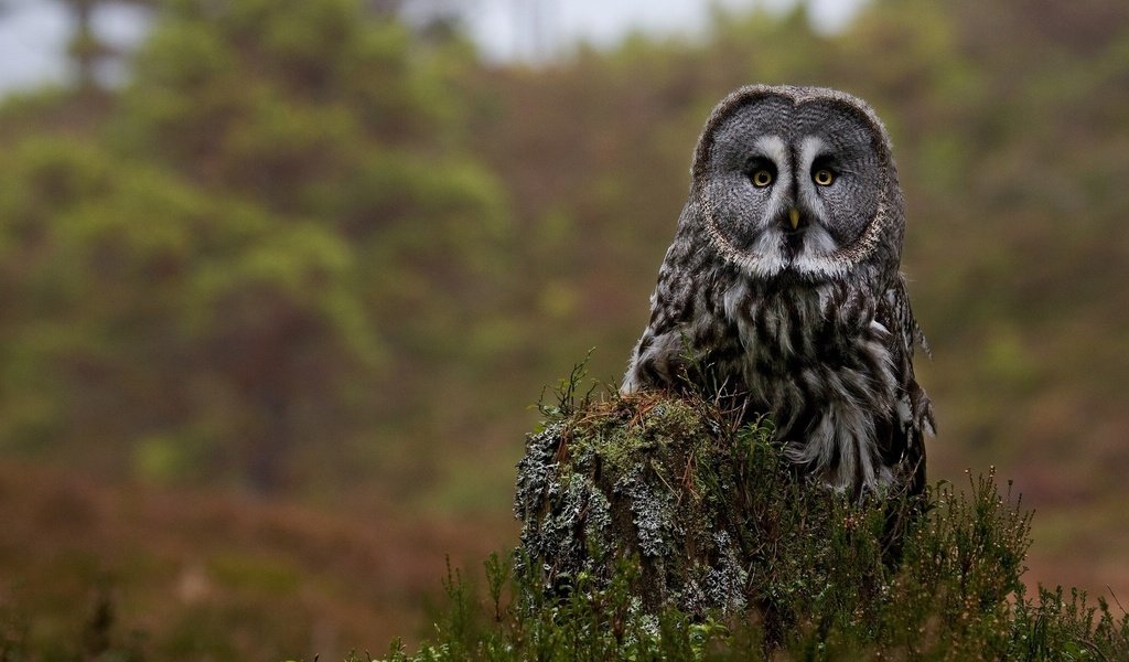 Обои цветы, сова, птица, пень, бородатая неясыть, неясыть, flowers, owl, bird, stump, great grey owl разрешение 1920x1200 Загрузить