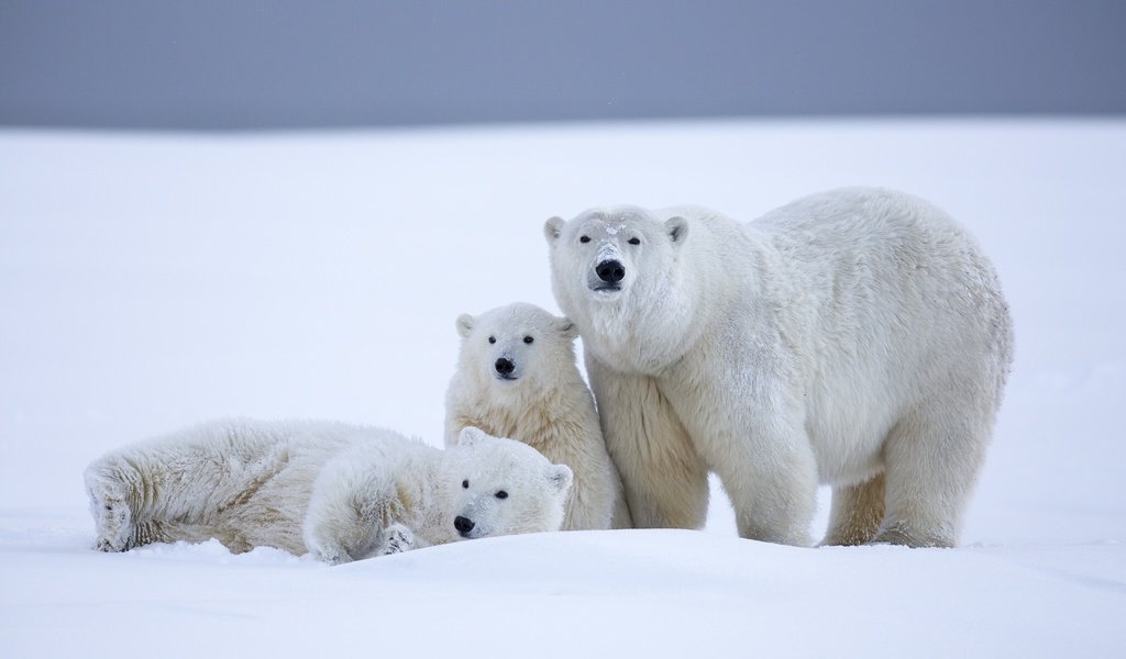 Обои снег, зима, медведи, белый медведь, аляска, северный полюс, медвежата, snow, winter, bears, polar bear, alaska, north pole разрешение 2048x1280 Загрузить