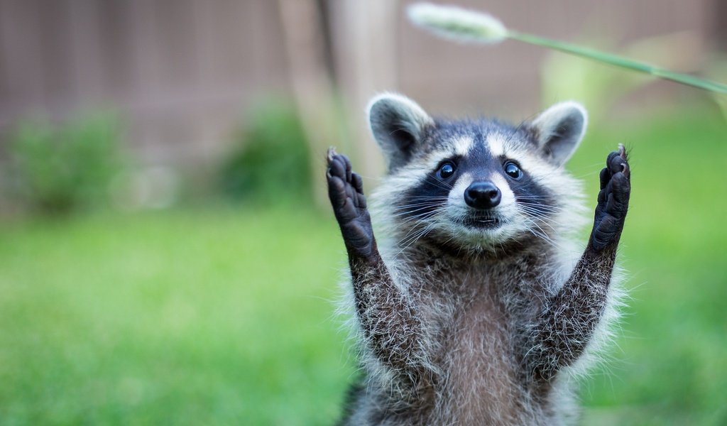 Обои природа, животное, енот, травинка, nature, animal, raccoon, a blade of grass разрешение 2048x1365 Загрузить