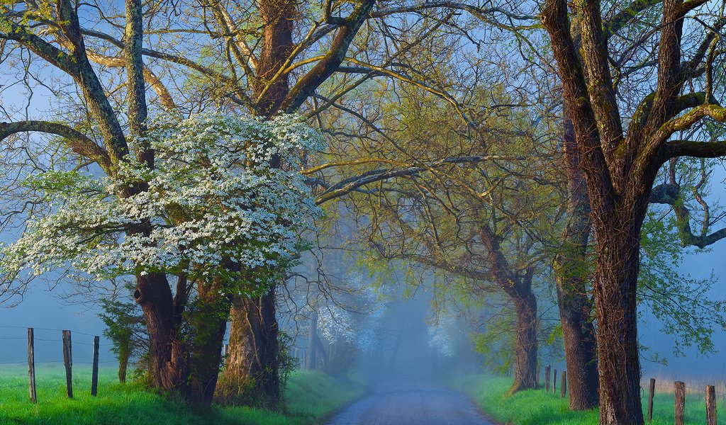 Обои дорога, деревья, природа, туман, ветки, road, trees, nature, fog, branches разрешение 2048x1365 Загрузить