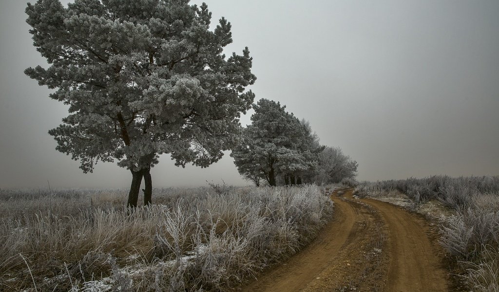 Обои дорога, деревья, природа, растения, пейзаж, утро, туман, иней, road, trees, nature, plants, landscape, morning, fog, frost разрешение 2560x1707 Загрузить