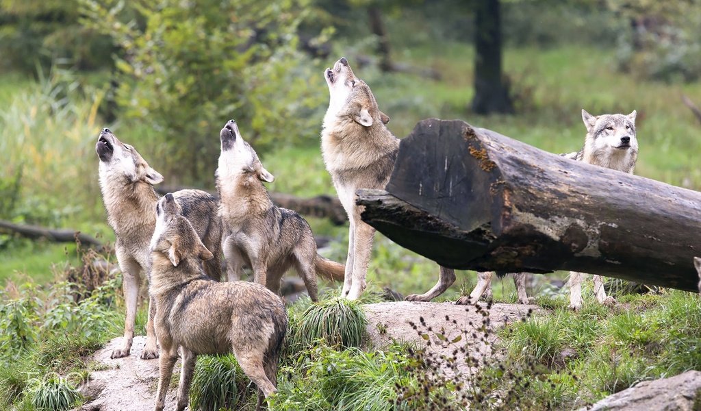 Обои лес, хищники, волки, стая, волк, вой, стая волков, forest, predators, wolves, pack, wolf, howl, a pack of wolves разрешение 1920x1280 Загрузить