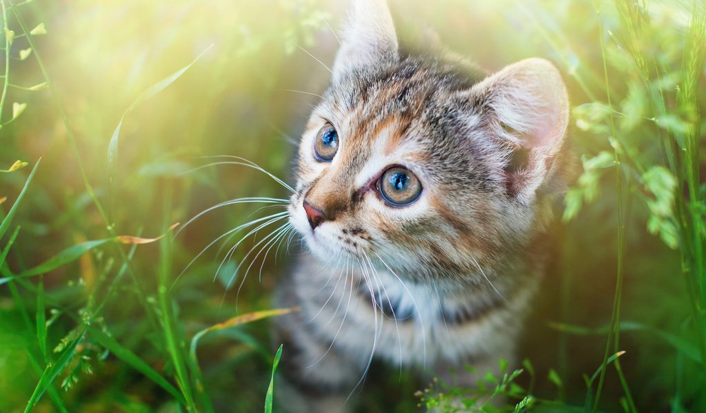 Обои глаза, трава, мордочка, усы, кошка, взгляд, котенок, спу, eyes, grass, muzzle, mustache, cat, look, kitty, spu разрешение 1920x1200 Загрузить