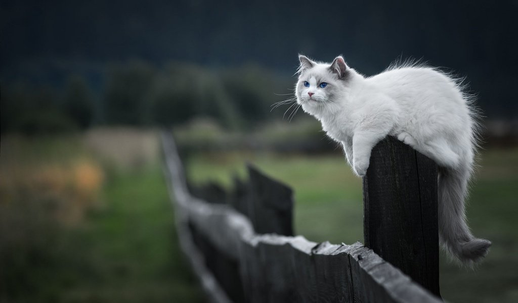 Обои кот, мордочка, усы, кошка, взгляд, забор, котенок, cat, muzzle, mustache, look, the fence, kitty разрешение 1920x1200 Загрузить