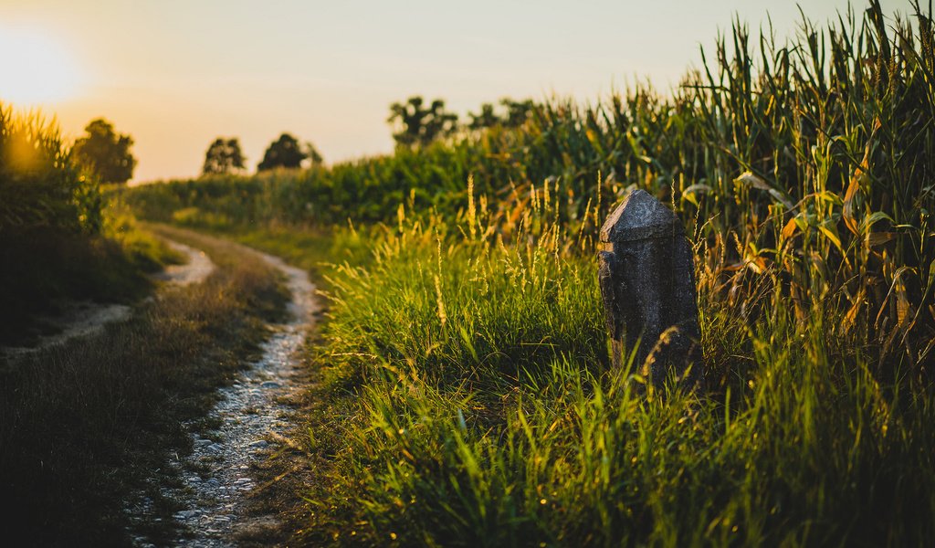 Обои дорога, трава, природа, поле, лето, road, grass, nature, field, summer разрешение 1920x1200 Загрузить