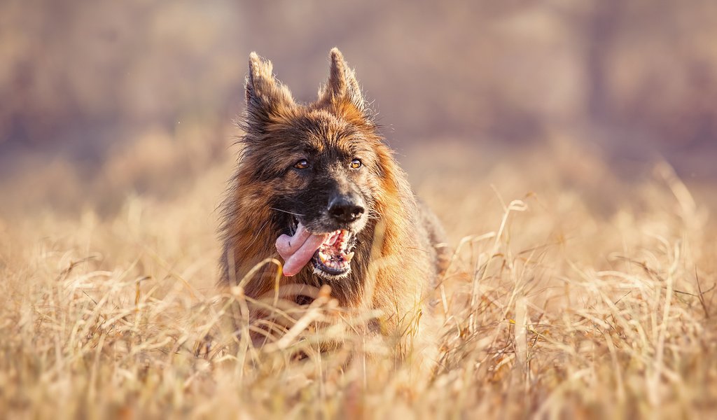 Обои трава, собака, язык, немецкая овчарка, grass, dog, language, german shepherd разрешение 1920x1080 Загрузить