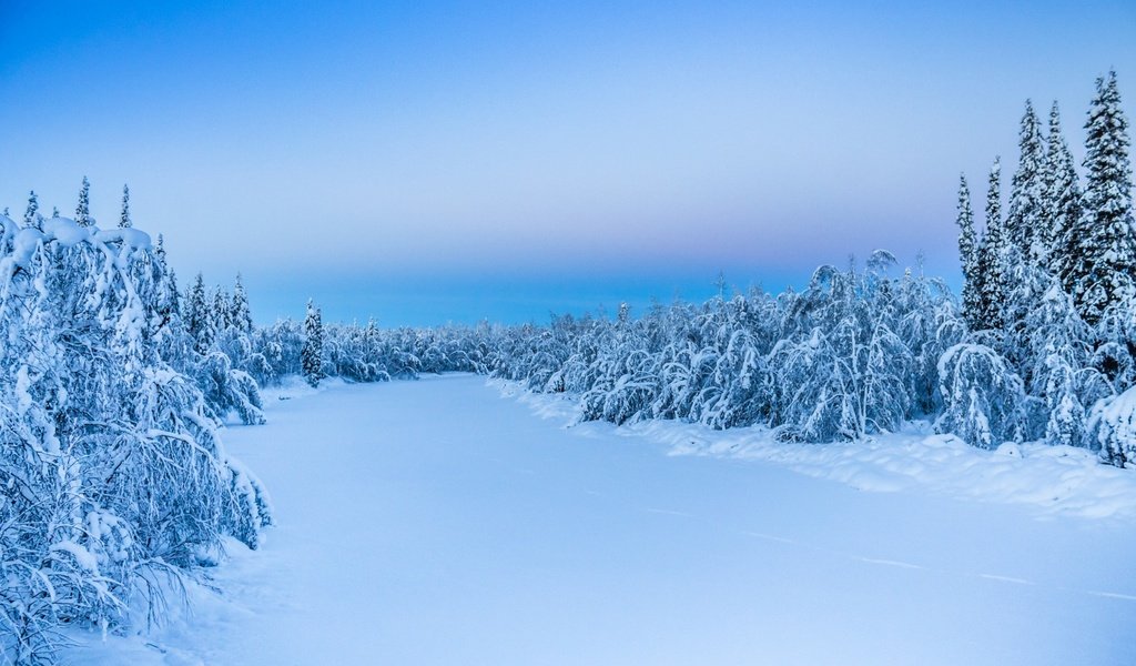 Обои деревья, снег, природа, лес, зима, trees, snow, nature, forest, winter разрешение 1920x1200 Загрузить