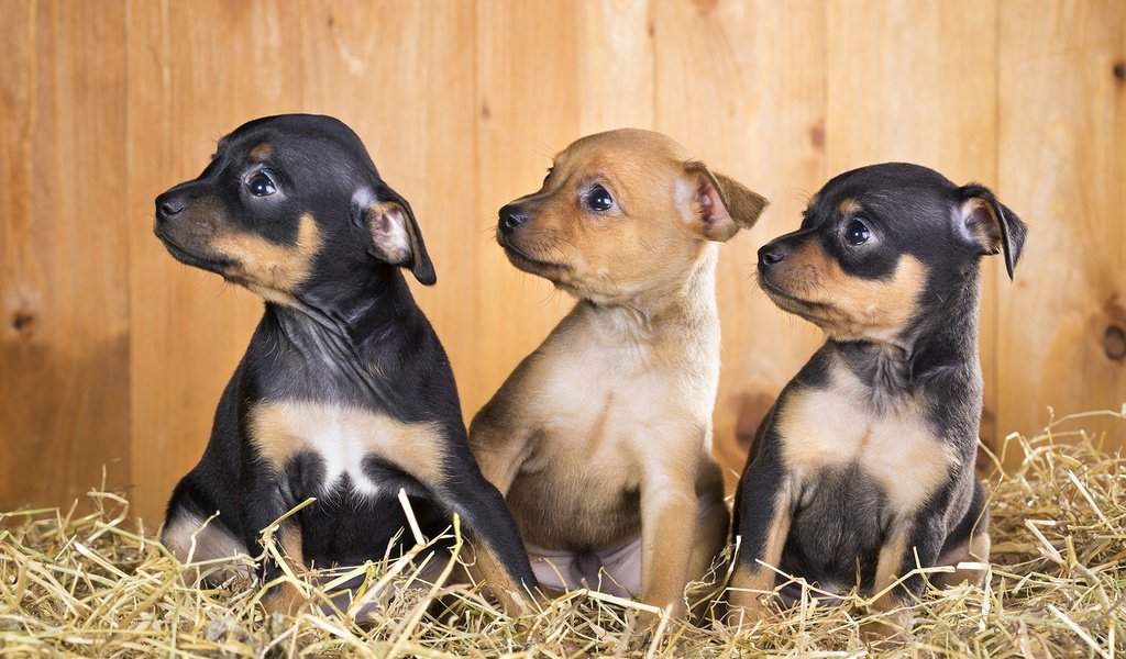 Обои щенки, собаки, чихуахуа, той-терьер, puppies, dogs, chihuahua, toy terrier разрешение 1920x1200 Загрузить