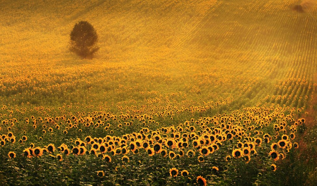 Обои дерево, поле, подсолнухи, желтые цветы, tree, field, sunflowers, yellow flowers разрешение 1920x1200 Загрузить