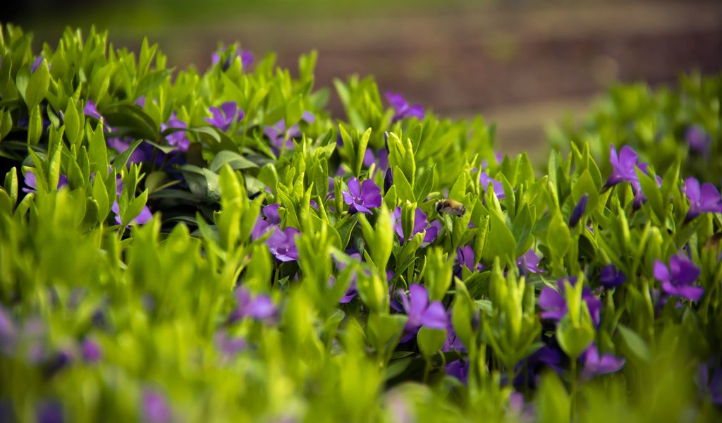 Обои цветы, трава, лепестки, луг, весна, flowers, grass, petals, meadow, spring разрешение 3840x2400 Загрузить