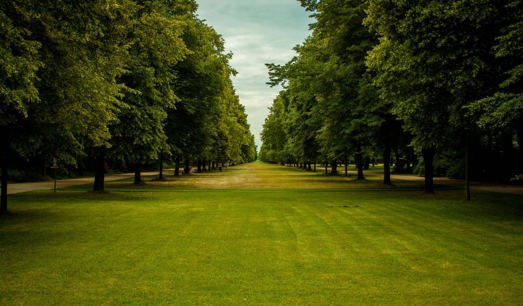 Обои небо, трава, деревья, парк, ветки, зеленые листья, the sky, grass, trees, park, branches, green leaves разрешение 2880x1800 Загрузить