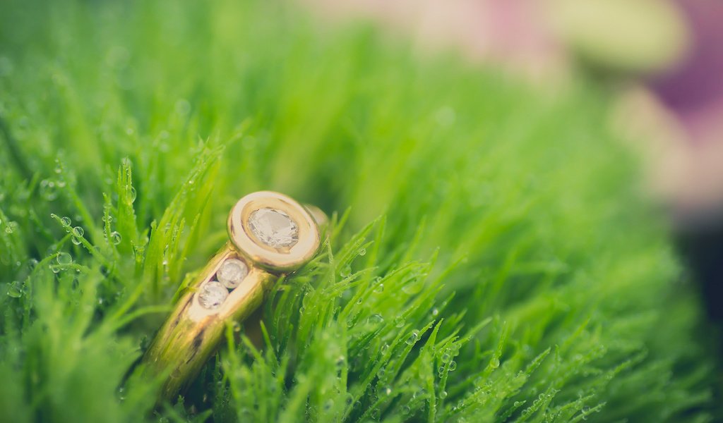 Обои трава, капли, кольцо, grass, drops, ring разрешение 1920x1200 Загрузить