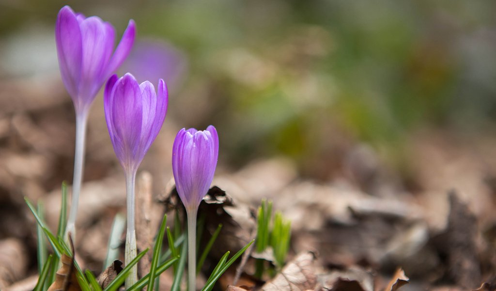 Обои цветы, весна, крокусы, сухие листья, flowers, spring, crocuses, dry leaves разрешение 1920x1200 Загрузить