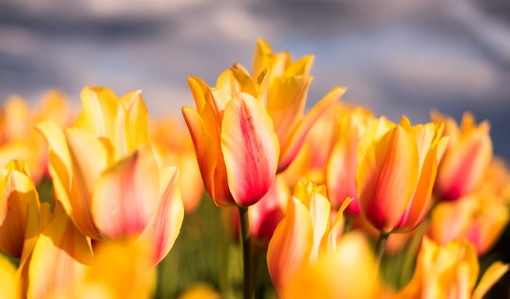 Обои цветы, бутоны, макро, лепестки, весна, тюльпаны, flowers, buds, macro, petals, spring, tulips разрешение 5516x3682 Загрузить