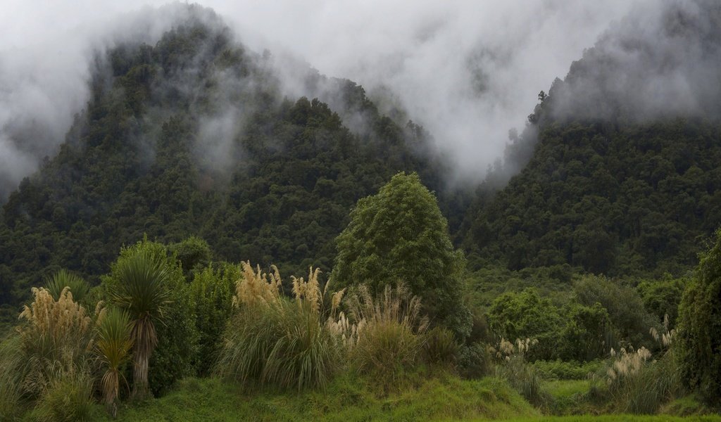 Обои деревья, горы, лес, туман, кусты, новая зеландия, trees, mountains, forest, fog, the bushes, new zealand разрешение 2560x1600 Загрузить