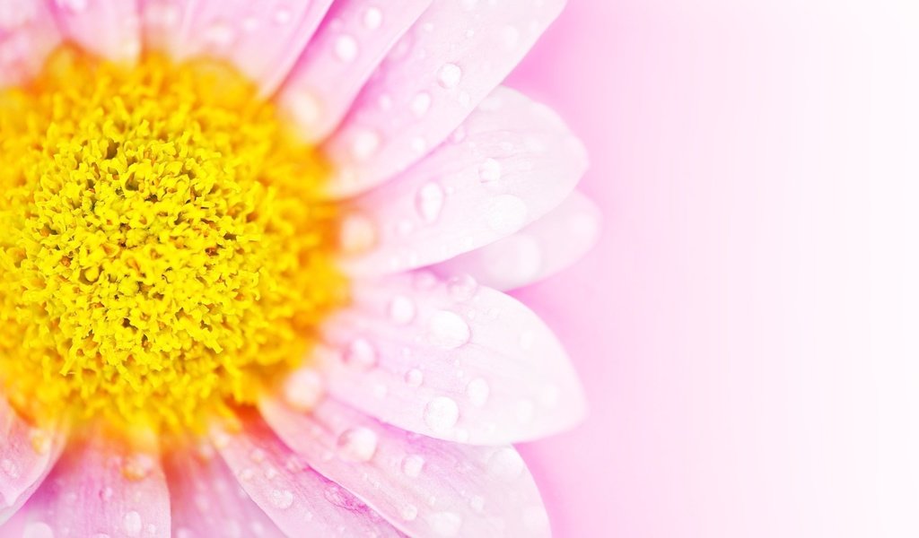 Обои фон, цветок, капли, лепестки, розовый, маргаритка, background, flower, drops, petals, pink, daisy разрешение 3840x2651 Загрузить