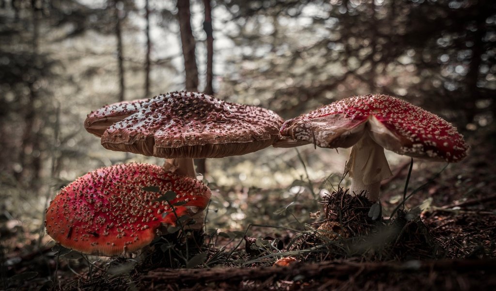 Обои природа, лес, грибы, мухоморы, nature, forest, mushrooms, amanita разрешение 4000x2670 Загрузить