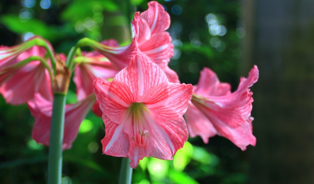 Обои цветы, стебли, лилии, амариллис, flowers, stems, lily, amaryllis разрешение 5184x3456 Загрузить