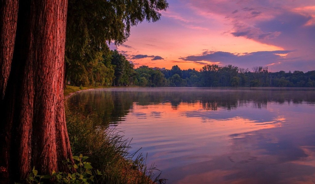 Обои небо, закат, трава, облака, деревья, вечер, озеро, берег, лес, the sky, sunset, grass, clouds, trees, the evening, lake, shore, forest разрешение 1920x1200 Загрузить