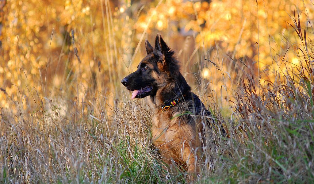 Обои собака, щенок, немецкая овчарка, овчарка, dog, puppy, german shepherd, shepherd разрешение 1920x1200 Загрузить