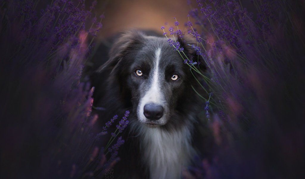 Обои цветы, природа, взгляд, собака, бордер-колли, flowers, nature, look, dog, the border collie разрешение 2048x1365 Загрузить