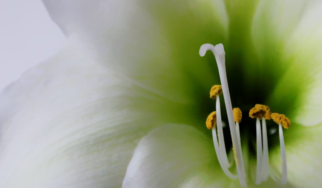 Обои цветок, лепестки, тычинки, лилия, пыльца, close up, крупным планом, flower, petals, stamens, lily, pollen, closeup разрешение 2725x1817 Загрузить