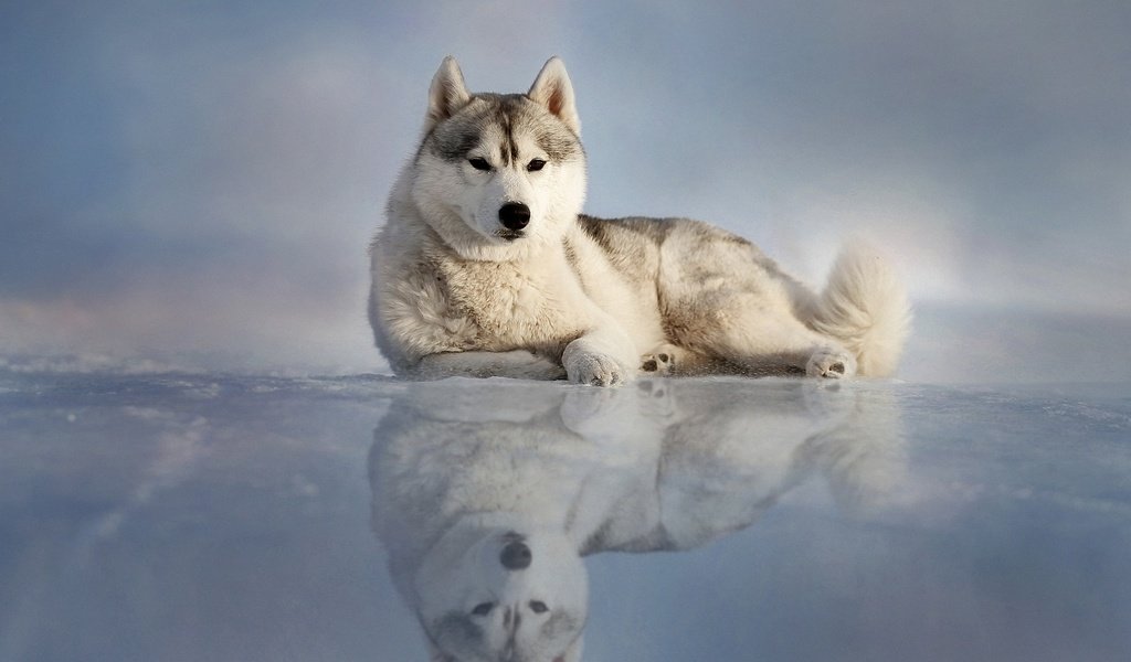 Обои отражение, лёд, собака, лежит, хаски, reflection, ice, dog, lies, husky разрешение 2000x1492 Загрузить